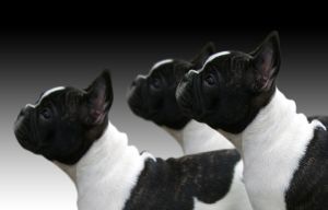 Bulldog