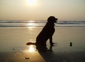 Chesapeake Bay Retriever