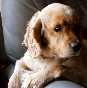 cocker spaniel puppy