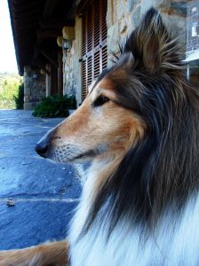 Collie