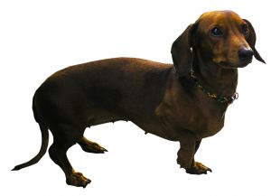 Dachshund 