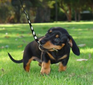 Dachshund 