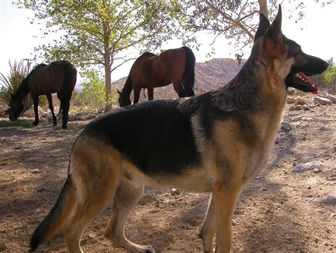German Shepherd