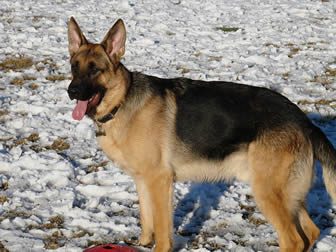 German Shepherd