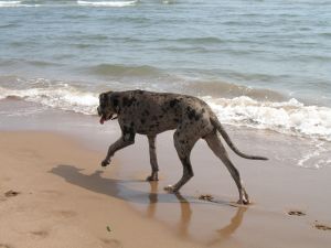 Great Dane