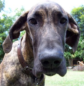Great Dane
