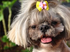 Lhasa Apso