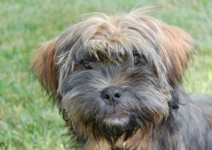 Lhasa Apso