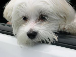 Maltese