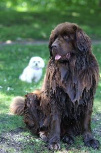 Newfoundland Dog