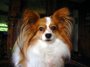 Papillon