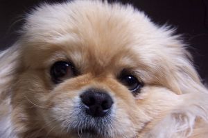 Pekingese