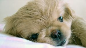 puppy