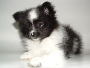 Pomeranian