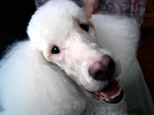 Poodle