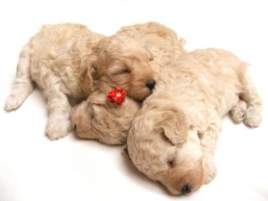 Poodle puppies