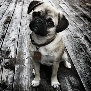 Pug