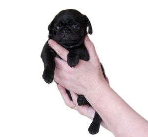 Pug