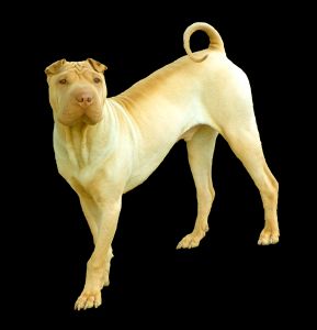 Shar Pei