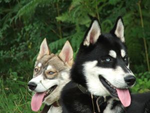 Siberian Husky