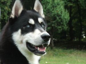 Siberian Husky