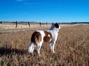 St. Bernard