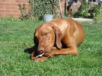 viszla dog