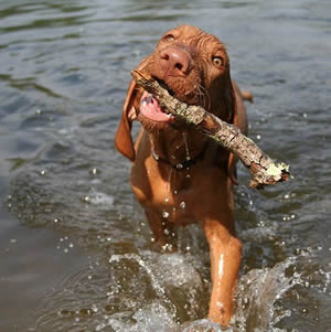 Vizsla 