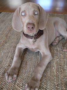 Weimaraner
