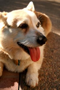 Pembroke Welsh Corgi 