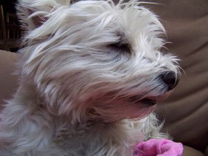 West Highland White Terrier