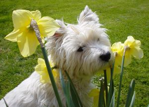 West Highland White Terrier