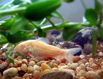 Corydora Aeneus - Albino Corydora