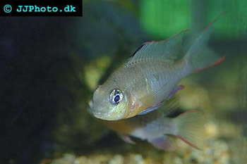bolivian ram