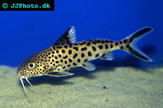Cuckoo catfish - Synodontis multipunctata
