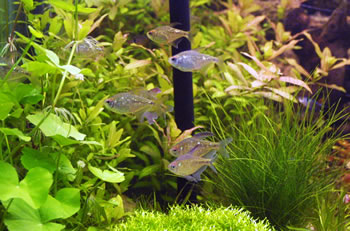 diamond tetra school