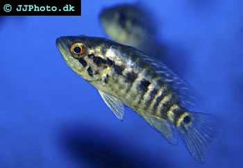 Dovii Cichlid – Parachromis dovii