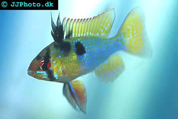 German blue ram