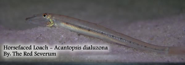 horsefaced loach