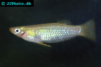 Knife Livebearer
