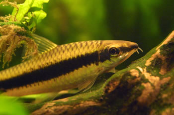Siamese Algae Eater 