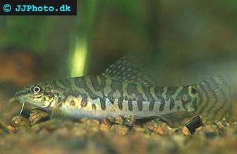 Sand loach - Acanthocobitis urophthalmus
