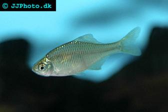 Chinese Bitterling