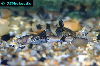 Indawgyi stream catfish