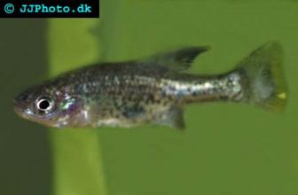 Butterfly splitfin 