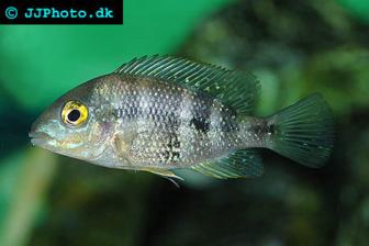 Blue Mouth Cichlid