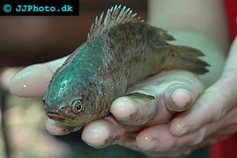 Climbing Perch - Anabas testudineus