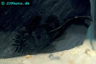 L182, Starlight Bristlenose Pleco  - Ancistrus punctatus
