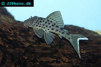 L141, L215 - Ancistrus snethlageae