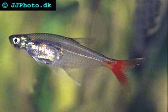 Flametail Tetra